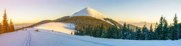 Vackra Vinter Panorama Landskap Med Gran Tall Träd Blå Himmel — Stockfoto