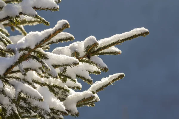 緑色の針を持つパイン ツリー Branche のクローズ アップ ショットはコピー領域の背景ぼやけてブルー屋外で深い新鮮なきれいな雪で覆われて メリー クリスマスと幸せな新年の挨拶はがき — ストック写真