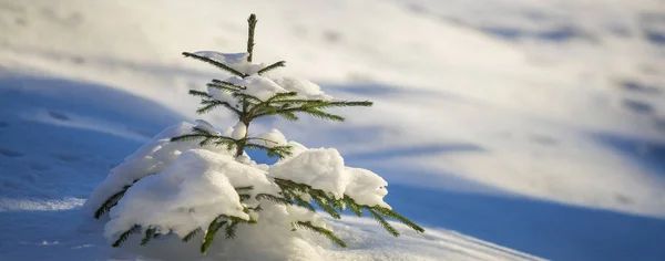 Derin Karla Kaplı Yeşil Iğneli Genç Narin Ladin Ağacı Parlak — Stok fotoğraf