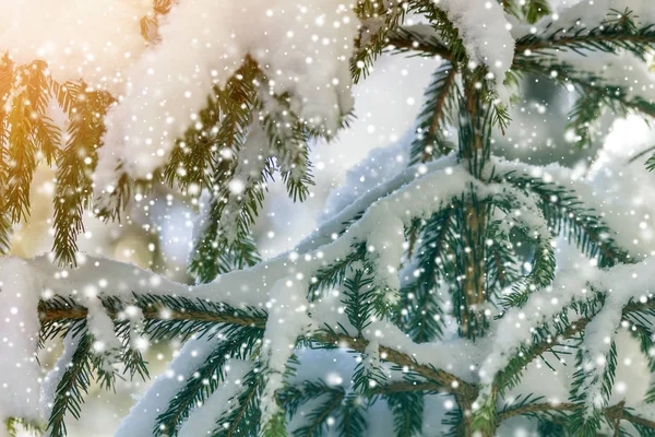 Las Ramas Pino Con Agujas Verdes Cubiertas Con Nieve Limpia — Foto de Stock