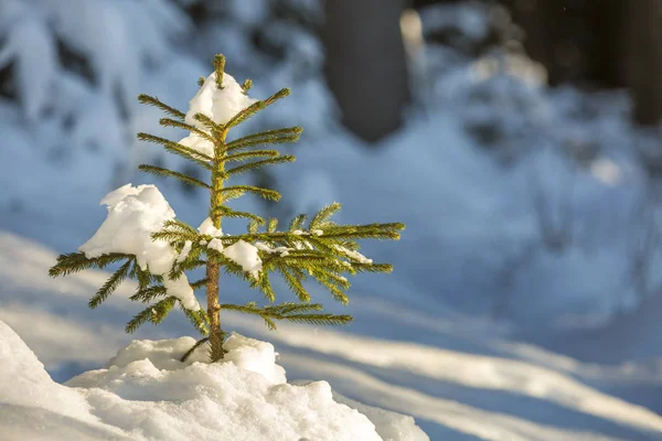 Młode Czułe Drzewo Świerkowe Zielonymi Igłami Pokryte Głębokim Śniegiem Mrozem — Zdjęcie stockowe