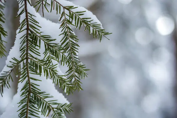 Des Branches Pins Aux Aiguilles Vertes Recouvertes Neige Fraîche Propre — Photo