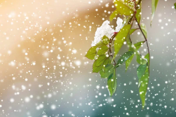 Närbild Hängande Ner Ros Gren Med Små Blöta Gröna Blad — Stockfoto