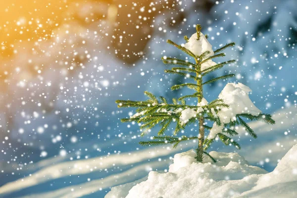 Jonge Tedere Vuren Boom Met Groene Naalden Behandeld Met Diepe — Stockfoto