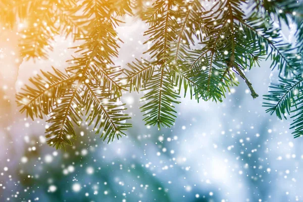 Dennenbomen Takken Met Groene Naalden Bedekt Met Diepe Verse Schone — Stockfoto