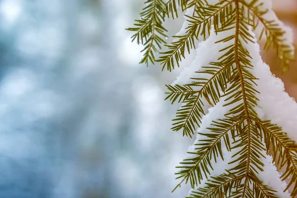 緑の針で覆われた松の木の枝青の屋外のコピースペースの背景に深い新鮮なきれいな雪で覆われている メリークリスマスとハッピーニューイヤーグリーティングポストカード 柔らかい光の効果 — ストック写真