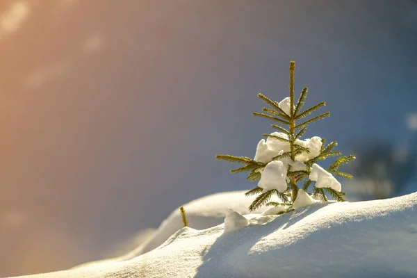 小松树与绿色的针覆盖着深新鲜干净的雪在模糊的蓝色复制空间背景 圣诞快乐 新年快乐贺卡 — 图库照片