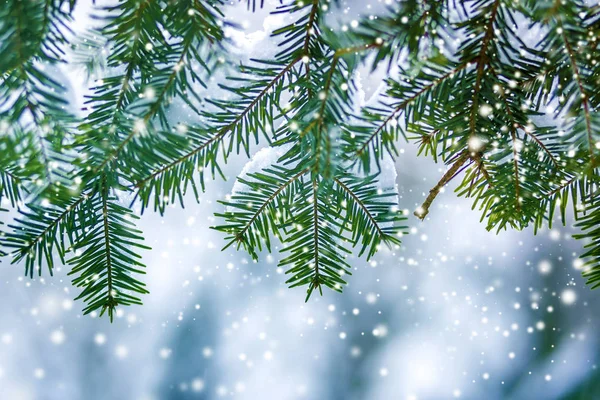 Boom Van Pijnboomtakken Met Groene Naalden Bedekt Met Diepe Frisse — Stockfoto