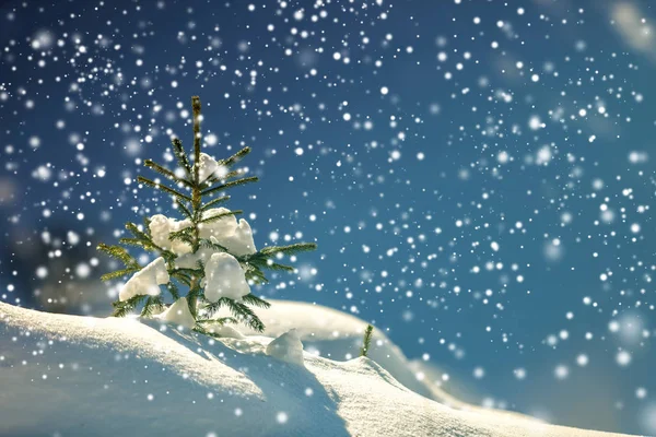 Małych Sosna Zielonymi Igłami Pokryta Głęboko Świeże Czyste Śniegu Kopii — Zdjęcie stockowe