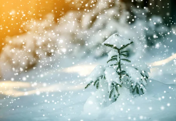 Joven Abeto Tierno Con Agujas Verdes Cubiertas Nieve Profunda Escarcha — Foto de Stock