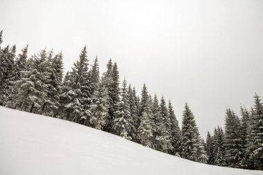 Siyah ve beyaz kış dağ yeni yıl Noel manzara. Frost derin net kar kış orman içinde uzun boylu çam ağaçlarıyla kaplı.