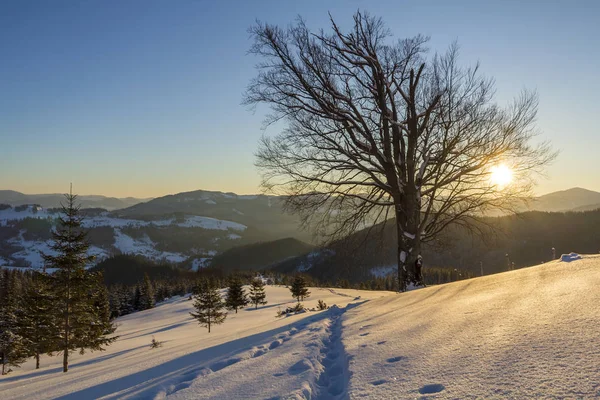 Beautiful winter Christmas landscape. Human footprint track path in crystal white deep snow in empty field, spruce trees forest, hills and mountains on horizon on clear blue sky copy space background.