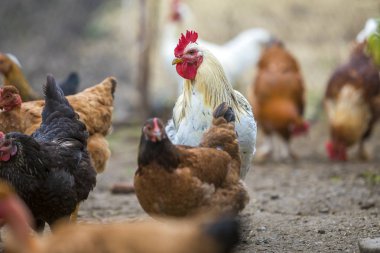Sağlıklı kırmızı ve siyah tavuk ve büyük beyaz horoz açık parlak güneşli gün kümes hayvanları bahçede besleme yürüyüş yetiştirilen grup. Tavuk yetiştiriciliği, sağlıklı et ve yumurta üretim kavramı.