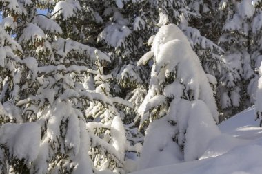Çam ağacı branche yeşil iğne ile yakın çekim çekim kopya alan arka plan açık havada bulanık mavi derin taze temiz kar kaplı. Neşeli Noel ve mutlu yeni yıl tebrik Kartpostalı.