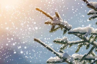 Yeşil iğneli çam ağacı dalları açık havada bulanık mavi alanda derin ve temiz kar ile kaplıdır. Mutlu Noeller ve mutlu yıllar kartpostallar. Yumuşak ışık efekti.