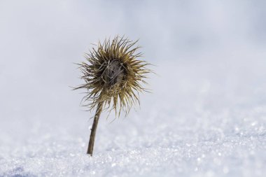 Kar ve buz kış soğuk boş alanda parlak bulanık beyaz mavi güneşli açık havada kopya alan arka plan Close-up kuru siyah solmuş garip dikenli ot bitki ot kaplı.