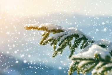 Yeşil iğneli çam ağacı dalları açık havada bulanık mavi alanda derin ve temiz kar ile kaplıdır. Mutlu Noeller ve mutlu yıllar kartpostallar. Yumuşak ışık efekti.