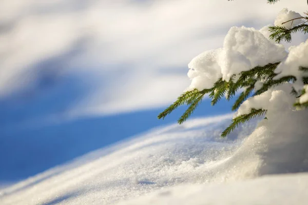 Młody Świerk Przetargu Brunche Zielonymi Igłami Pokryte Głęboki Śnieg Szron — Zdjęcie stockowe
