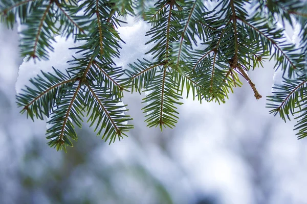 Borovicové Větve Zelenými Jehličkami Pokryté Hlubokým Čerstvým Sněhem Rozmazaném Modrém — Stock fotografie