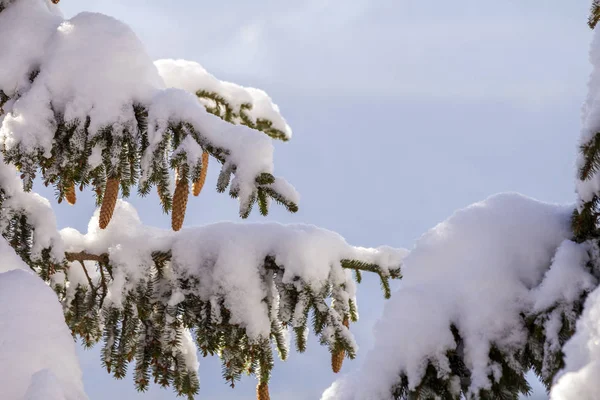 Las Ramas Abeto Con Agujas Verdes Conos Cubiertos Con Nieve —  Fotos de Stock