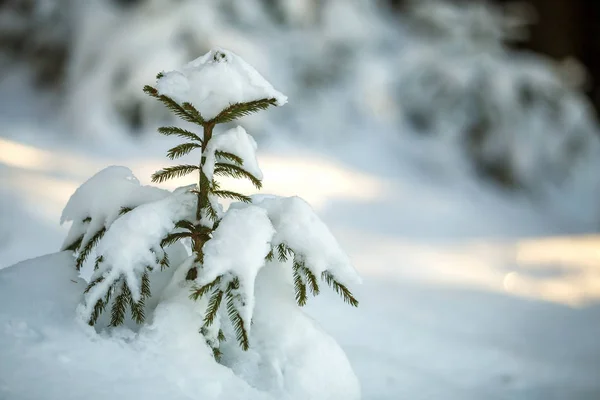 Árbol Abeto Tierno Joven Con Agujas Verdes Cubiertas Nieve Profunda —  Fotos de Stock