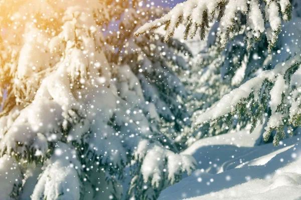 Gałęzie Sosny Zielonymi Igłami Pokryte Głębokim Świeżym Czystym Śniegiem Nieostrym — Zdjęcie stockowe