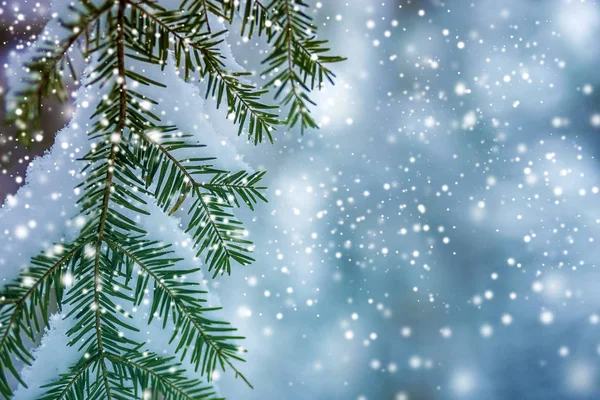 Boom Van Pijnboomtakken Met Groene Naalden Bedekt Met Diepe Frisse — Stockfoto