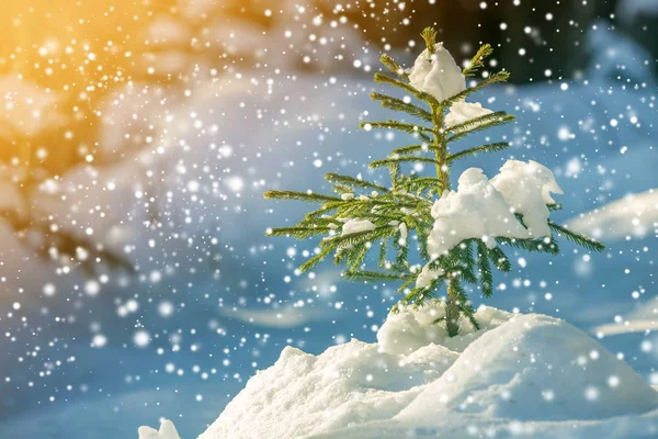 Joven Abeto Tierno Con Agujas Verdes Cubiertas Nieve Profunda Escarcha — Foto de Stock