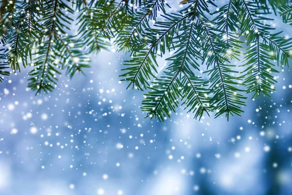 Boom Van Pijnboomtakken Met Groene Naalden Bedekt Met Diepe Frisse — Stockfoto