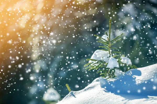 Pequeño Pino Con Agujas Verdes Cubiertas Con Nieve Limpia Profunda — Foto de Stock