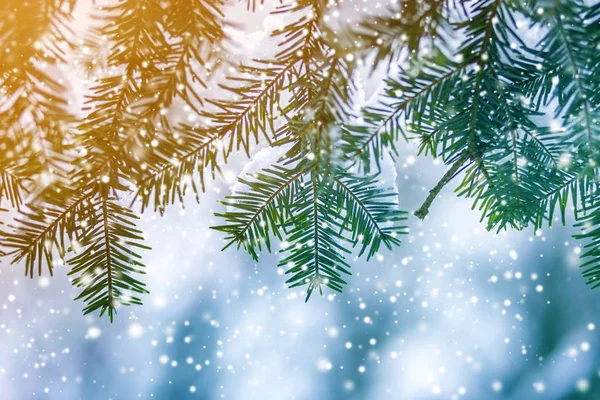 Dennenbomen Takken Met Groene Naalden Bedekt Met Diepe Verse Schone — Stockfoto