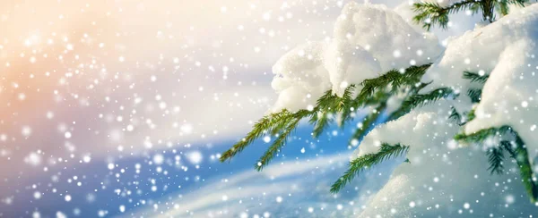 Gałąź Świerka Zielonymi Igłami Pokrytymi Głębokim Śniegiem Chryzantem Oraz Dużymi — Zdjęcie stockowe