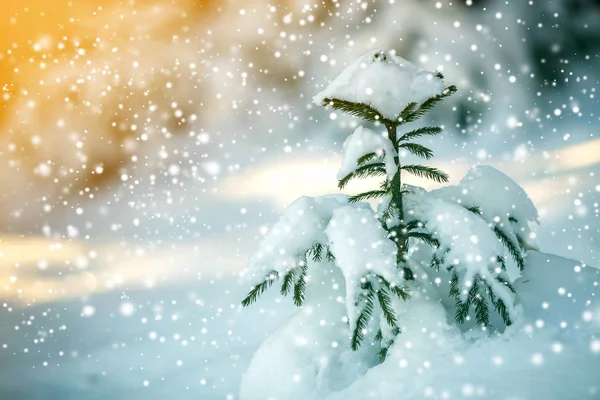 Árvore Abeto Macio Jovem Com Agulhas Verdes Cobertas Com Neve — Fotografia de Stock