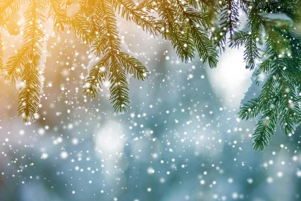 Dennenbomen Takken Met Groene Naalden Bedekt Met Diepe Verse Schone — Stockfoto