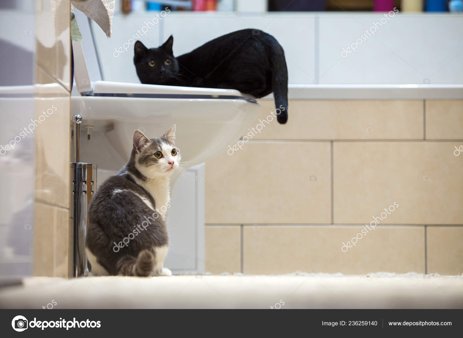 HOT Domestic Cats The Most Intelligent Cats Cute Domestic Cats