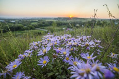 Yüksek sapları üzerinde mavi yabani papatya parlak sarı altın yükselterek yaktı ufuk güneş ışınları bulanık yaz kırsal manzara, alanlar, ağaçlar ve nehir arka plan üzerinde yeşil çim beyaz çiçek açan bir yakın çekim.