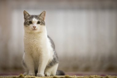 Hafif güneşli kopya alan arka plan açık havada düz yukarı seyir oturan yeşil gözlü güzel beyaz ve gri kedi portresi bulanık.