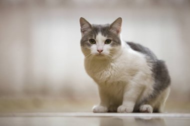 Hafif güneşli kopya alan arka plan açık havada düz yukarı seyir oturan yeşil gözlü güzel beyaz ve gri kedi portresi bulanık.