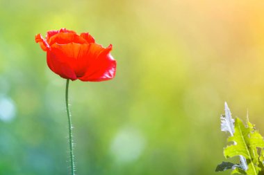 İhale açan yakın çekim yaz güneş tarafından bir kırmızı vahşi haşhaş ve su katılmamış çiçek tomurcukları bulanık parlak yeşil yaz zemin üzerine yüksek sapları üzerinde yaktı. Güzellik ve hassasiyet doğa kavramının.