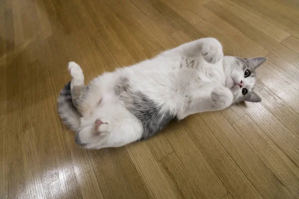 Young Nice Small White Gray Domestic Cat Kitten Laying Relaxed — Stock Photo, Image