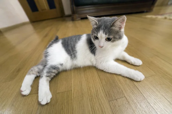 Joven Gatito Gato Pequeño Blanco Gris Doméstico Tendido Relajado Suelo — Foto de Stock