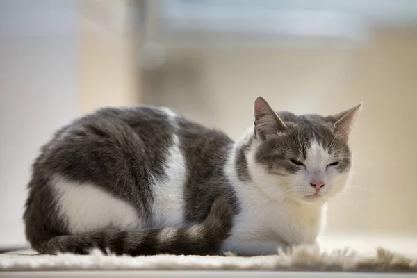 Perfil Retrato Gatito Gato Doméstico Pequeño Lindo Lindo Elegante Blanco — Foto de Stock