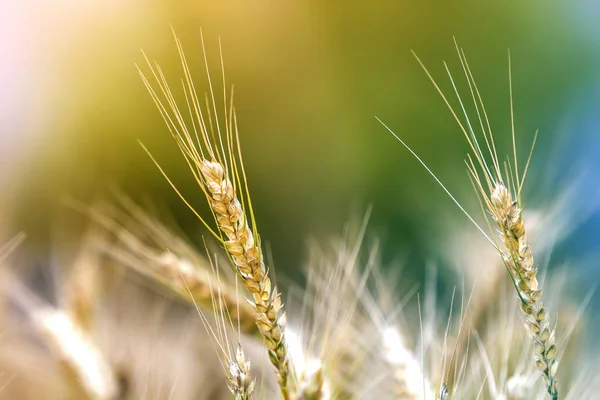 Close Van Warm Gekleurde Gouden Gele Rijp Tarwe Hoofden Zonnige — Stockfoto