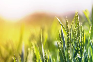 Close-up of warm colored green wheat heads and high thin blades on sunny summer or spring day on soft blurred foggy meadow wheat field background. Agriculture, farming and rich harvest concept. clipart