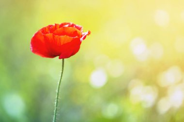 Şafakta dağda kamp yaz. Turist çadırın çimenli tepeye yuvarlak uzak sisli blue Dağları aralığı gündoğumu veya günbatımı önce pembe gökyüzü altında. Turizm, yürüyüş ve doğa kavramının güzellik.