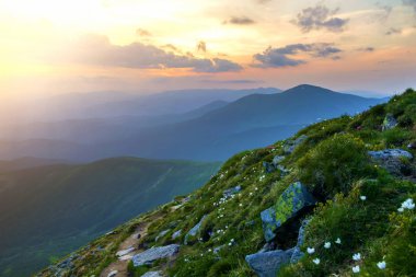 Geniş yaz dağ panorama şafakta. Güzel beyaz çiçekler pembe gökyüzü altında büyük kayalar ve dağ arasında yeşil çim gün doğmadan önce çiçeklenme. Turizm, ekoloji ve doğa kavramının güzellik.