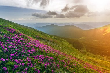 Pembe ormangülü güzel manzarasına rue yeşil çim ve Karpat Dağları ile dramatik bulutlar gökyüzü gün ışığında sisli Hills dağ yamacında çiçek açan çiçekler. Doğa kavramının güzellik.