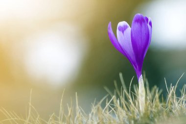 Yakın çekim muhteşem şaşırtıcı ilk bahar çiçek parlak mor çiğdem açık havada bulanık renkli yeşil ve altın güneşli kopya alan arka plan üzerinde kuru ot içinde çiçek açan.