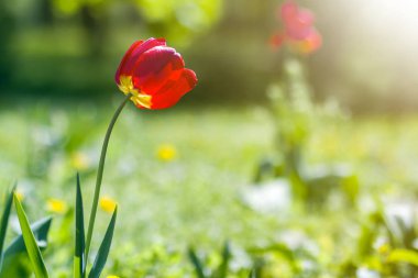 Harika parlak kırmızı bahar güzel yakın çekim resim üzerinde yüksek kaynaklanıyor bolca bulanık yeşil bokeh arka plan bahçe veya alan üzerinde çiçek açan çiçekler. Güzellik ve doğa kavramı korunması.