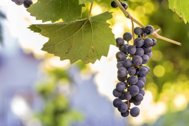 Asma dalı yeşil yaprakları ve koyu mavi Olgun üzüm küme ile yakın çekim resmi parlak güneş tarafından bulanık renkli ışık beyaz mavi sarı kopya alan arka plan üzerinde yaktı. Tarım ve şarap yapımı.